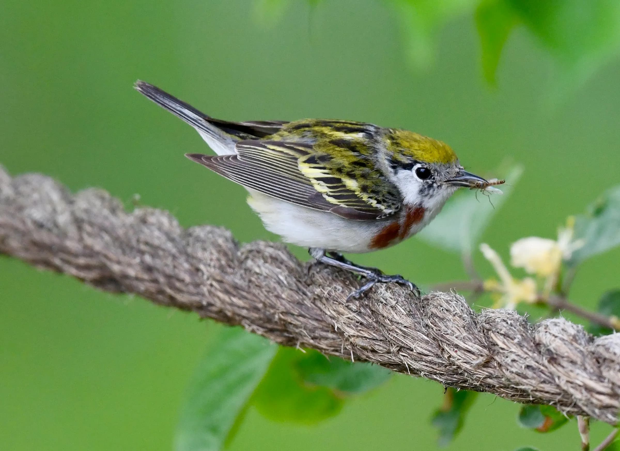 Chestnut-sided Warbler
