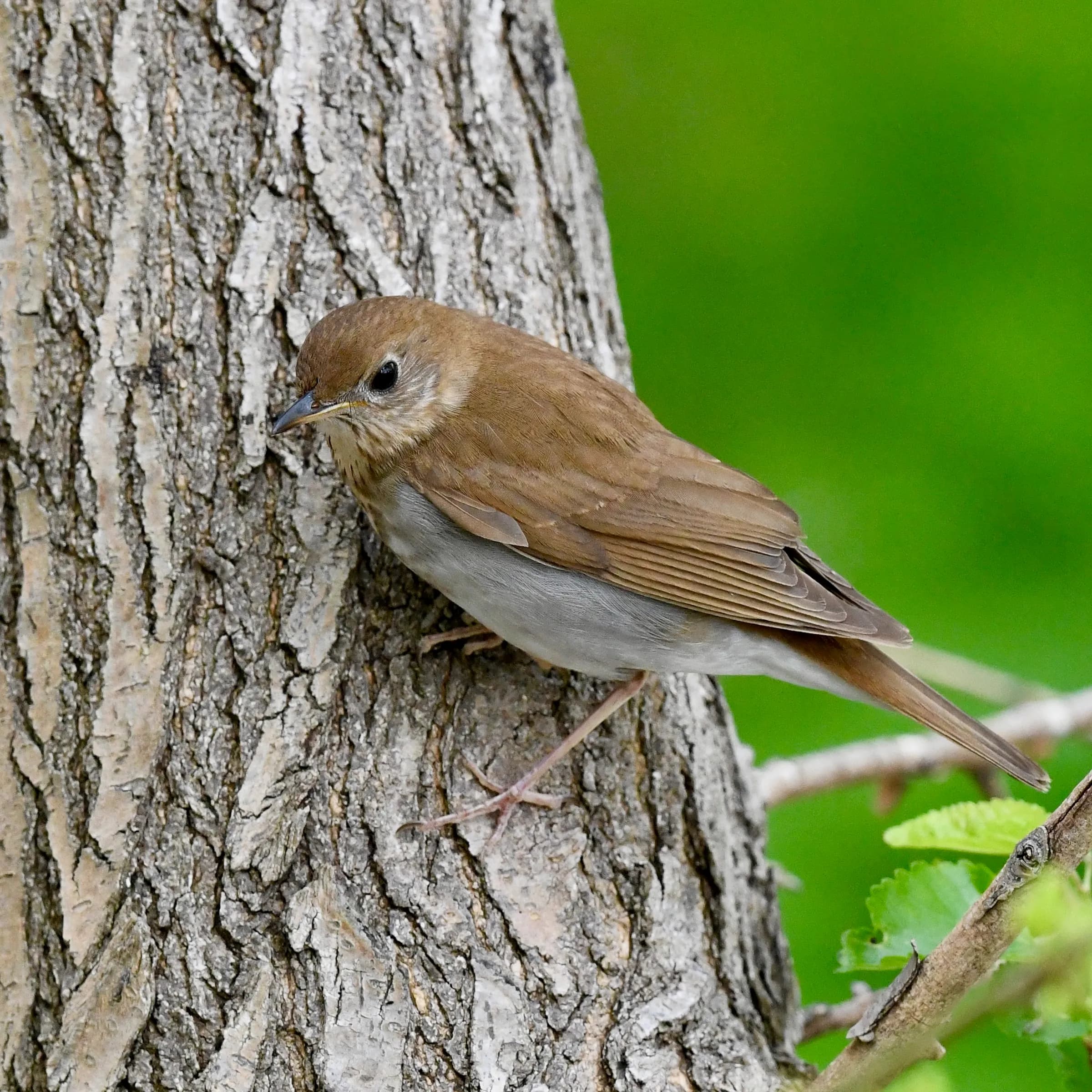 Veery