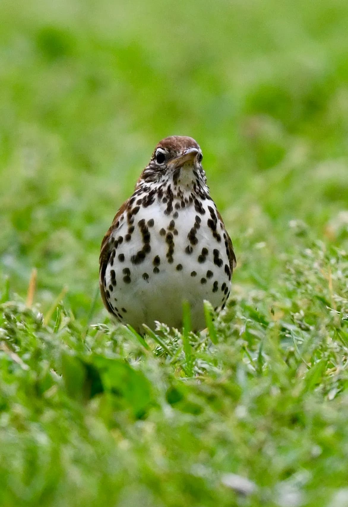 Wood Thrush