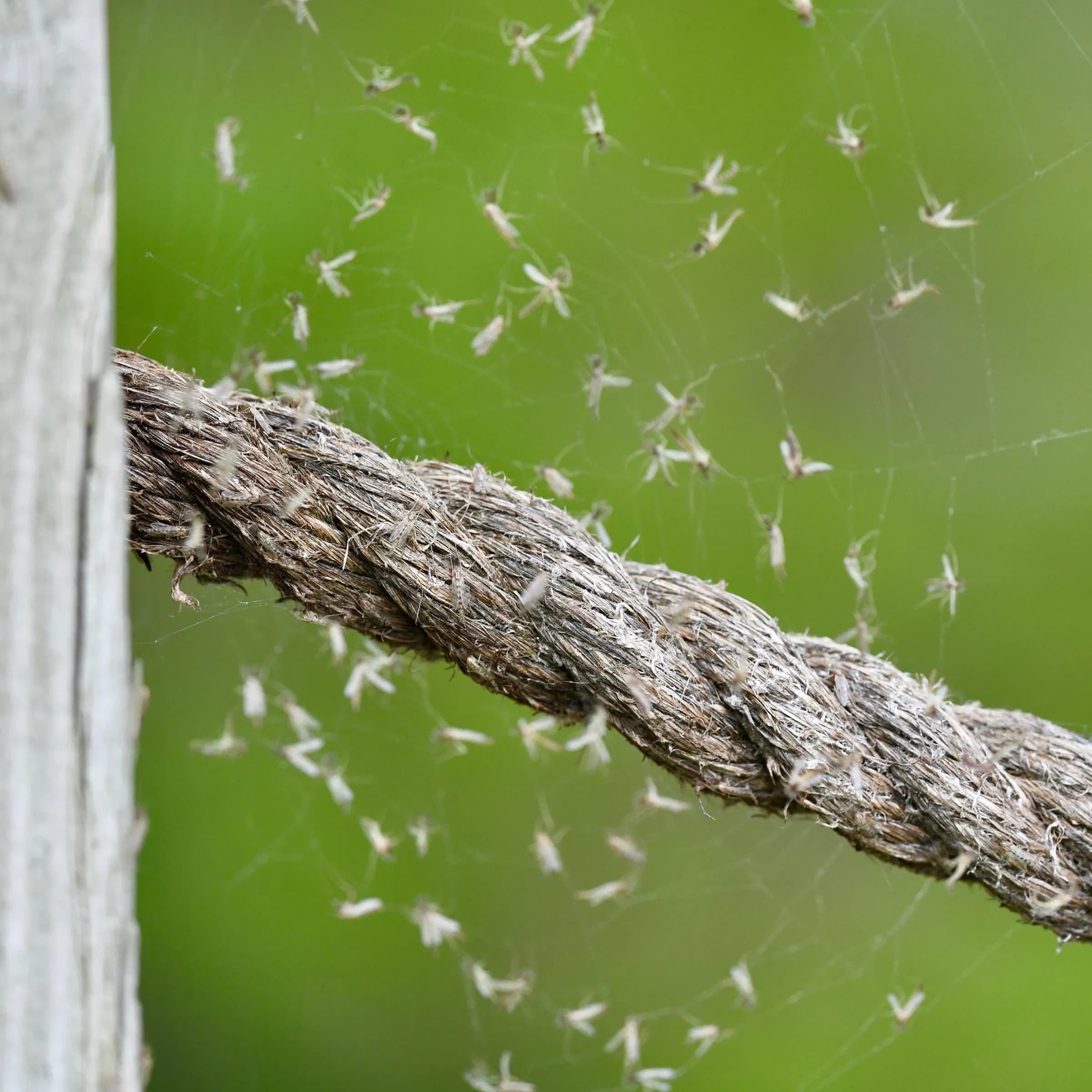 Midge swarm (Chironomidae)