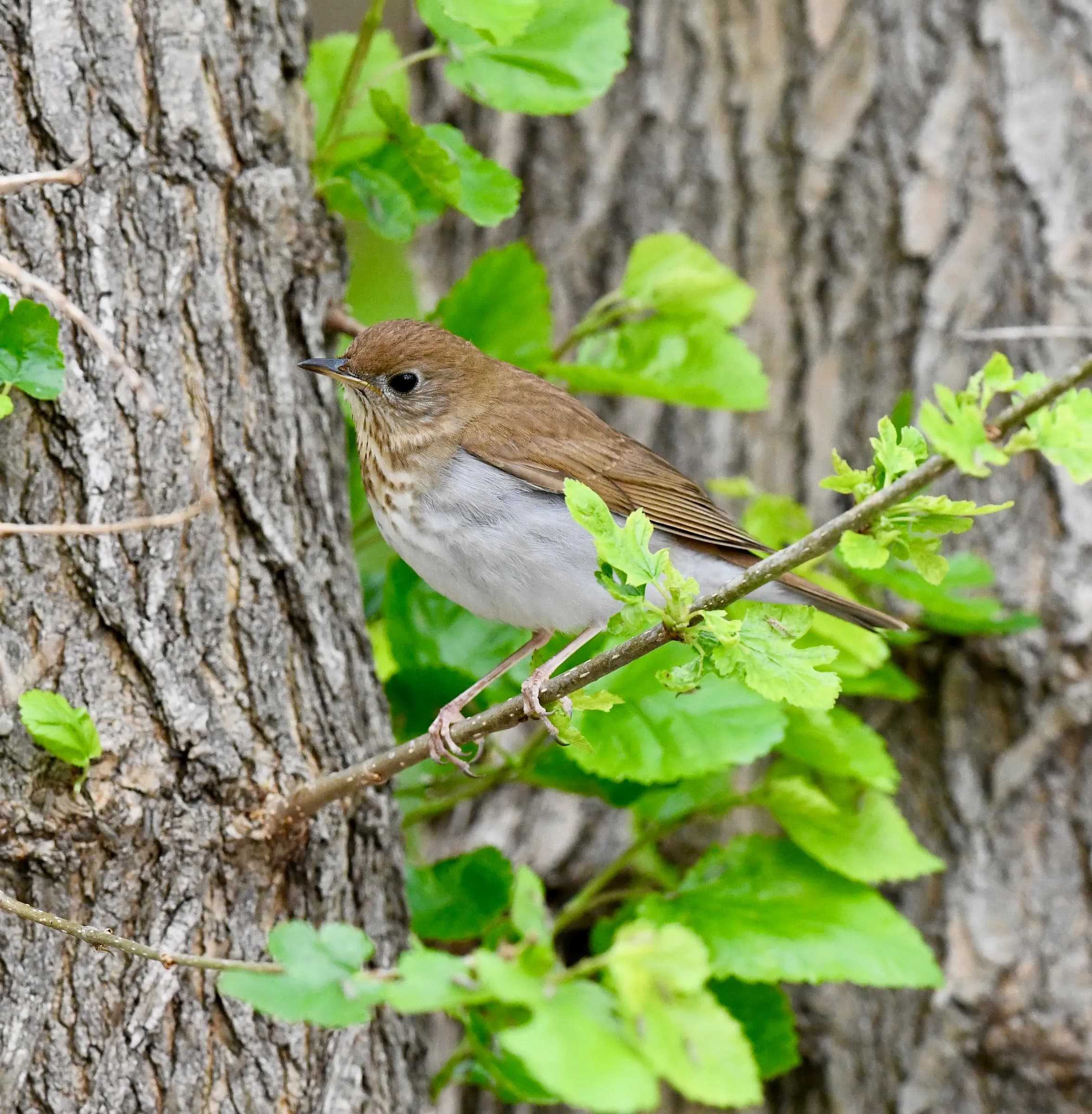 Veery