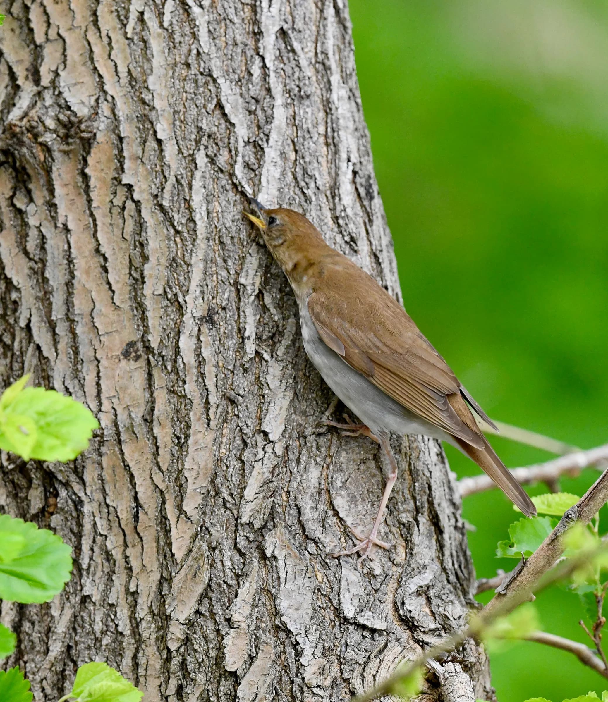 Veery