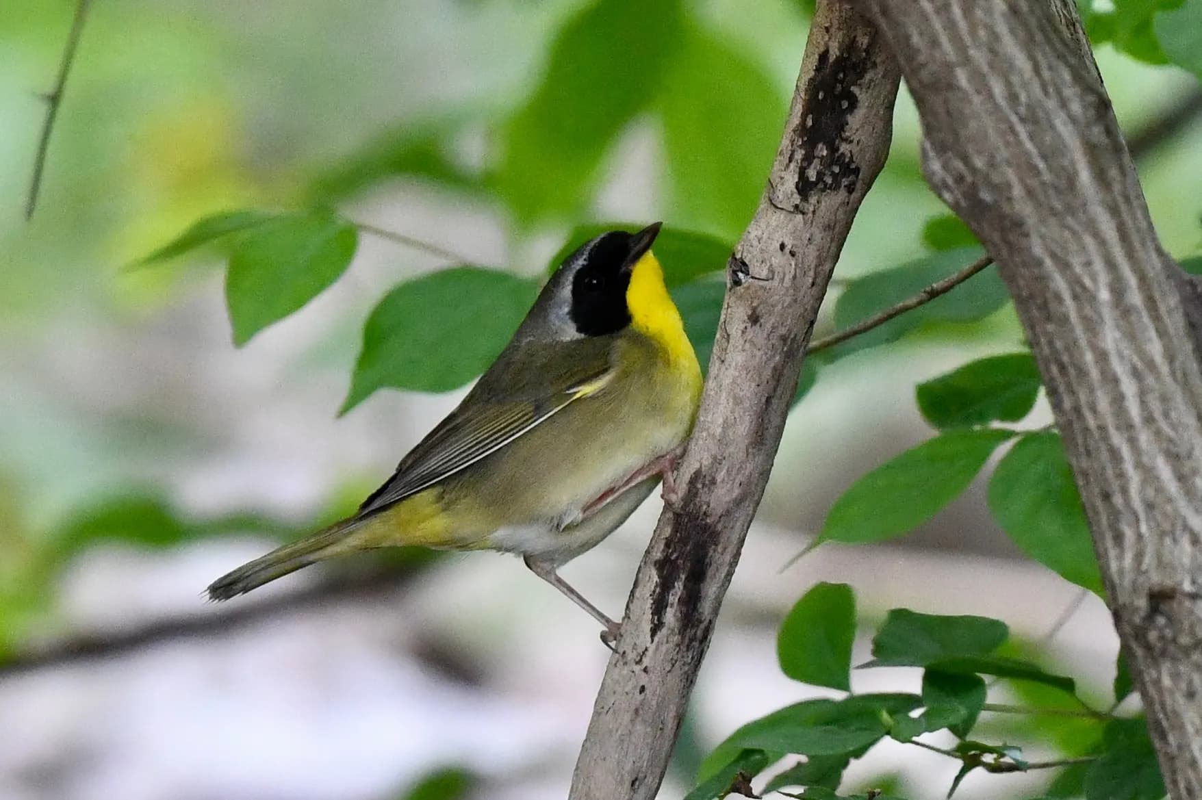 Common Yellowthroat