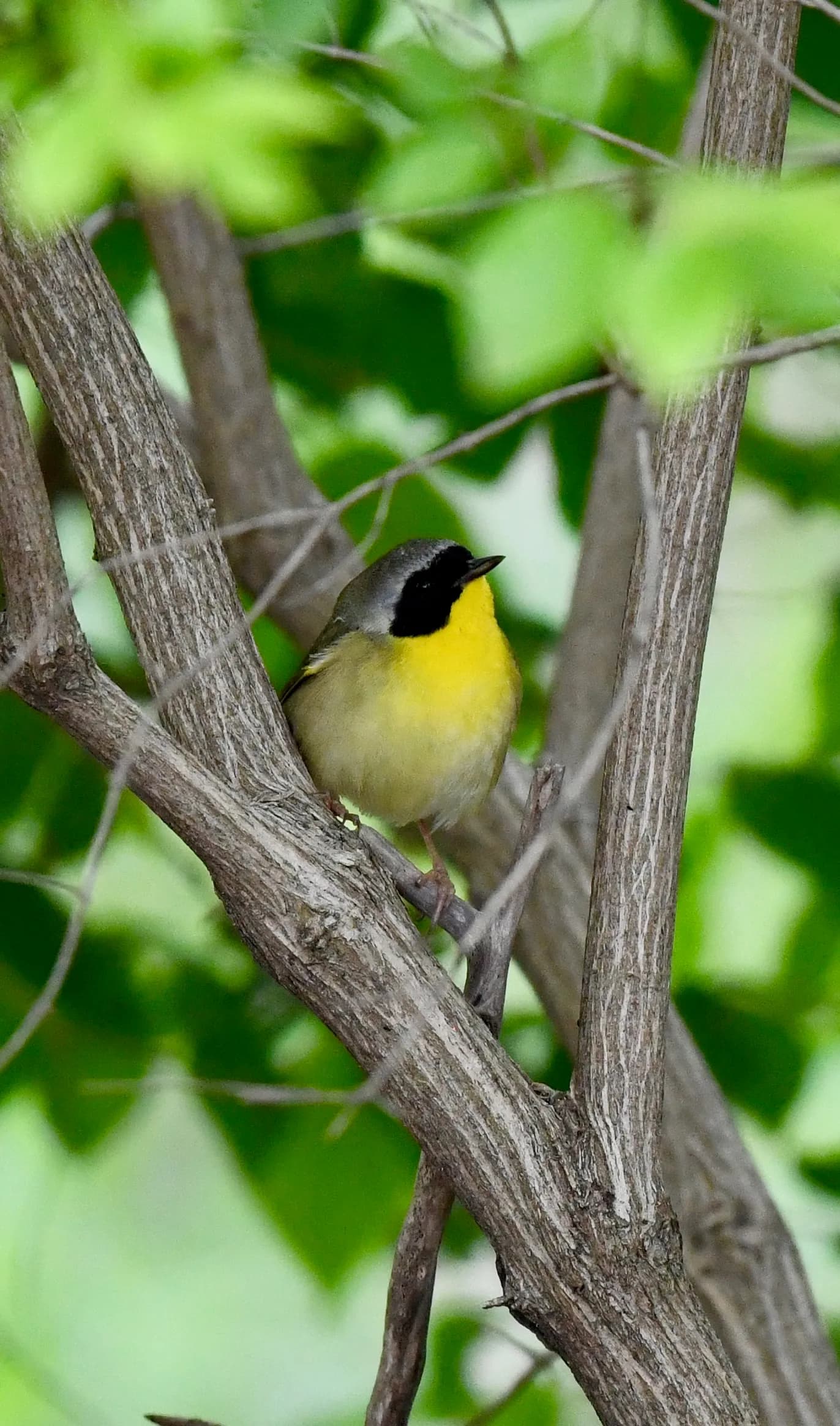 Common Yellowthroat