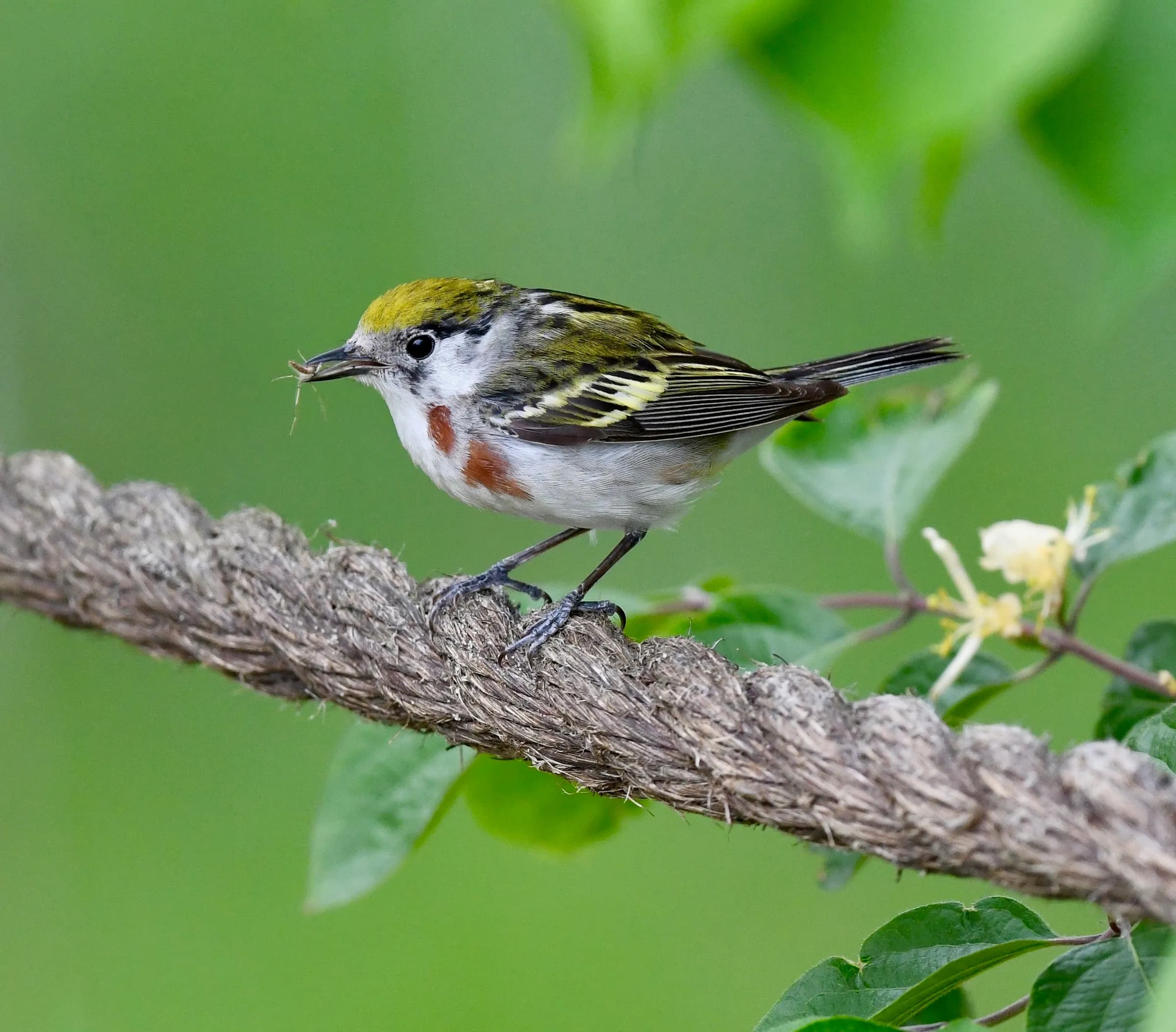 Chestnut-sided Warbler
