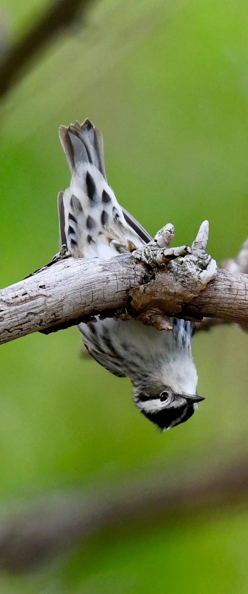 Black-and-white Warbler