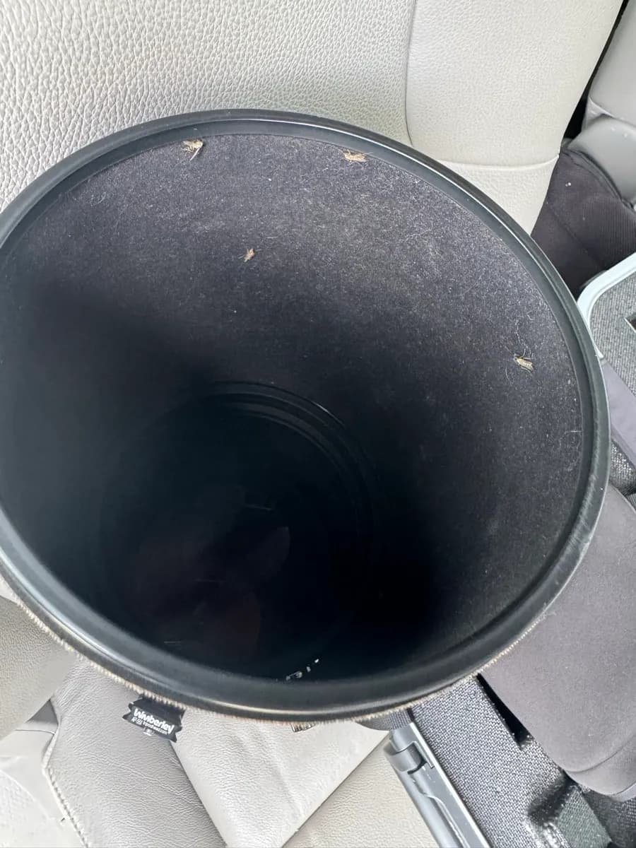 Midges in the lens hood (Chironomidae)